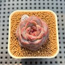 Echeveria 'Fresh Lemon' 1" New Hybrid Succulent Plant Cutting