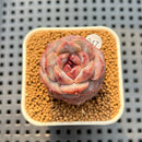 Echeveria 'Fresh Lemon' 1" New Hybrid Succulent Plant Cutting