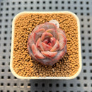Echeveria 'Fresh Lemon' 1" New Hybrid Succulent Plant Cutting