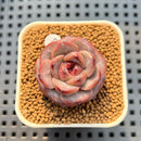 Echeveria 'Fresh Lemon' 1" New Hybrid Succulent Plant Cutting