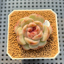 Echeveria 'Candle' 1" New Hybrid Succulent Plant Cutting