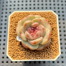 Echeveria 'Candle' 1" New Hybrid Succulent Plant Cutting