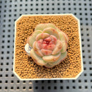 Echeveria 'Candle' 1" New Hybrid Succulent Plant Cutting