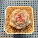 Echeveria 'Candle' 1" New Hybrid Succulent Plant Cutting