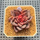 Echeveria 'Super Purple' 2" New Hybrid Succulent Plant Cutting