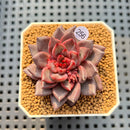 Echeveria 'Super Purple' 2" New Hybrid Succulent Plant Cutting