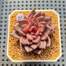 Echeveria 'Super Purple' 2" New Hybrid Succulent Plant Cutting