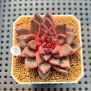 Echeveria 'Super Purple' 2" New Hybrid Succulent Plant Cutting