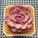 Echeveria 'Cherry Jelly' 2" Succulent Plant Cutting
