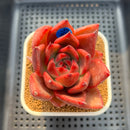 Echeveria Agavoides 'Bloody Queen' 3" Succulent Plant Cutting