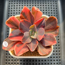 Echeveria 'Hanaikada' Variegated 2"-3" Succulent Plant Cutting