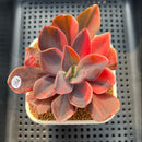 Echeveria 'Hanaikada' Variegated 2"-3" Succulent Plant Cutting