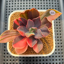 Echeveria 'Hanaikada' Variegated 2"-3" Succulent Plant Cutting