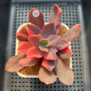 Echeveria 'Hanaikada' Variegated 2"-3" Succulent Plant Cutting