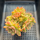Echeveria 'Malgan' Cluster 3"-4" Succulent Plant