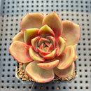 Echeveria 'Charmander' 2"-3" Flower Village Original Hybrid Succulent Plant