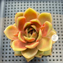 Echeveria 'Charmander' 2"-3" Flower Village Original Hybrid Succulent Plant