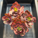 Echeveria 'Suyon' 4"-5" Cluster Succulent Plant