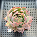 Echeveria 'Fairy Claw' 2" Succulent Plant