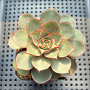 Echeveria Longissima var. aztatlensis 2"-3" Succulent Plant