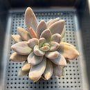 Sedeveria 'Blue Mist' (Sedum craigii x Echeveria affinis) 3"-4" Succulent Plant