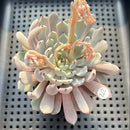 Echeveria Cuspidata var. Zaragozae 2"-3" Succulent Plant