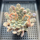 Echeveria Cuspidata var. Zaragozae 2"-3" Succulent Plant