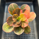 Echeveria 'Primadonna' Variegated 2" (100% Grown In House) Succulent Plant
