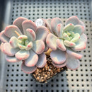 Pachyveria sp. Cluster 3"-4" Succulent Plant
