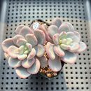 Pachyveria sp. Cluster 3"-4" Succulent Plant