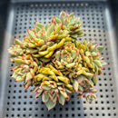 Echeveria 'Tesla' 3" Cluster (Hwaga Orignial Hybrid) Succulent Plant