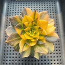 Echeveria 'Black Prince' Variegated 3"-4" Succulent Plant