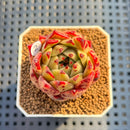 Echeveria Agavoides 'Star Child' 2" Succulent Plant Cutting
