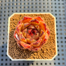 Echeveria Agavoides 'Star Child' 2" Succulent Plant Cutting