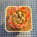 Echeveria Agavoides 'Star Child' 2" Succulent Plant Cutting