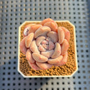 Graptoveria 'All-round Beauty' 2" Succulent Plant Cutting