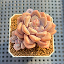 Graptoveria 'All-round Beauty' 2" Succulent Plant Cutting