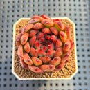 Echeveria Agavoides 'Sharp' 2" Succulent Plant Cutting