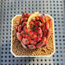 Echeveria Agavoides 'Sharp' 2" Succulent Plant Cutting