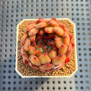 Echeveria Agavoides 'Sharp' 2" Succulent Plant Cutting