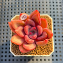 Echeveria 'Queen of the Night' 2" Succulent Plant Cutting