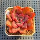 Echeveria 'Queen of the Night' 2" Succulent Plant Cutting