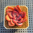 Echeveria 'Queen of the Night' 2" Succulent Plant Cutting