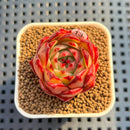 Echeveria Agavoides 'Simhwa' 1" Succulent Plant Cutting