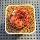 Echeveria Agavoides 'Simhwa' 1" Succulent Plant Cutting