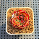 Echeveria Agavoides 'Simhwa' 1" Succulent Plant Cutting