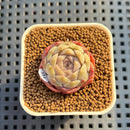 Echeveria 'Pine Breeze' 1" Succulent Plant Cutting