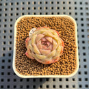 Echeveria 'Pine Breeze' 1" Succulent Plant Cutting