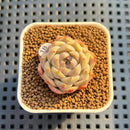 Echeveria 'Pine Breeze' 1" Succulent Plant Cutting