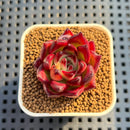 Echeveria Agavoides 'Sunlight' 1" Succulent Plant Cutting